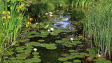 Summer Pond Care