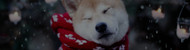 Keeping Your Pet Safe And Comfortable This Winter