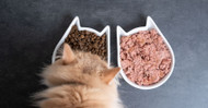 Choosing the Best Cat Food 