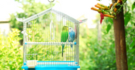 Bird Toys Guide: Benefits of Bird Toys