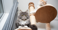 Toys & Scratching Posts for Your Cat