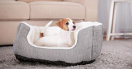 Choosing the Right Dog Bed 