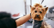 Benefits of Dog Grooming