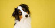 What to Do if Your Dog Has Smelly Breath