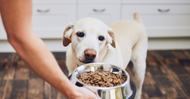 How To Change Your Dogs Food