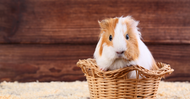 How To Check Your Guinea Pigs And Rabbits Health