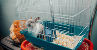 How to Clean a Rabbit Cage