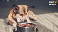 Introducing Nice ‘N’ Natural Dog Food