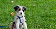 Micro-chipping Laws in Ireland