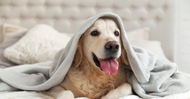 Pet-Friendly Hotels in Ireland