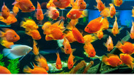 Guide to Caring for Tropical Fish