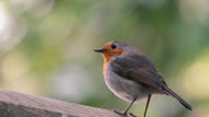 Attracting Robins, Finches & Singing Birds to Your Garden