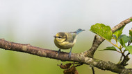 Caring For Wild Birds