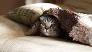 Cat Fleas Treatment