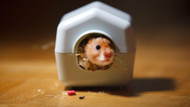 Choosing A Small Pet For Your Home