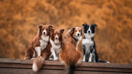 Choosing The Right Kennel For Your Dog