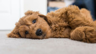 How To: Crate Train A Puppy