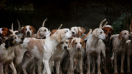 Dog License & Ownership Laws in Ireland