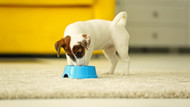 Dog Nutrition