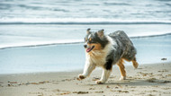 Grooming Long-Haired Dogs