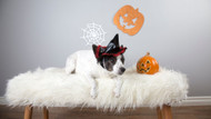 Halloween Pet Safety Tips