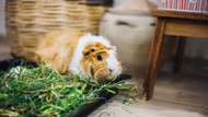 How To Care For Your Guinea Pig