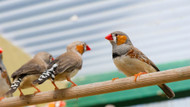 How to Select the Perfect Bird Cage