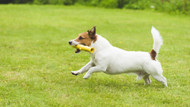 K9 Connectables – Engage and Entertain