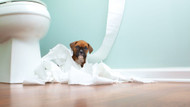 Puppy Toilet Training Made Easy