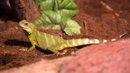 Reptile pet care guide: 10 Expert tips