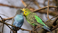 Signs of a Healthy Budgie