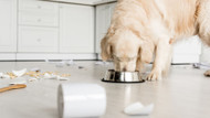 Dog Food Guide: The Best Food For Your Dog 