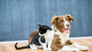 Travel Tips | Travelling With A Dog Or Cat