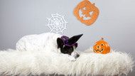 Treat Your Dog This Halloween