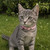Ancol Softweave Reflective Elastic Cat Collar