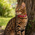 Ancol Softweave Reflective Elastic Cat Collar