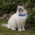 Ancol Softweave Reflective Elastic Cat Collar
