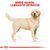 Royal Canin Labrador Retriever Adult Dog Food