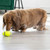 KONG AirDog Football