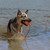 KONG Aqua Floating Retriever Training Large Dog Toy
