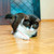 Kong Cat Laser