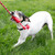 KONG Dental Rope Dog Toy Red
