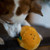 Saski Satsuma Plush Christmas Dog Toy