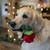 Petface Buddies Scarlet Rose Plush & Rope Dog Toy