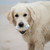 Outdoor Paws Mighty Rugby Ball Dog Toy