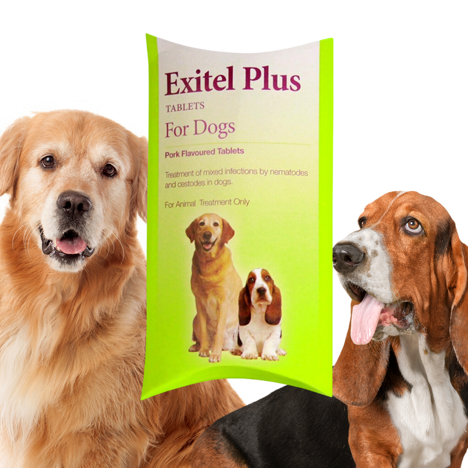 Petworld Official Pet Store 10 Stores Nationwide 4500 Pet Products petworld-official-pet-store-10-stores-nationwide-4500-pet-products