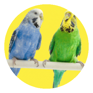 Bird Sale