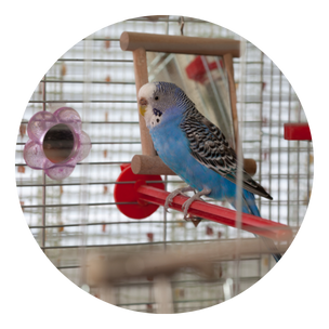 Bird Toys