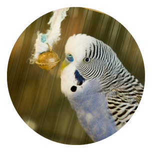 Bird Treats