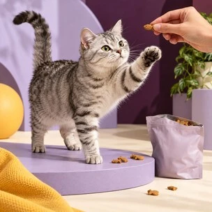 Cat Treats